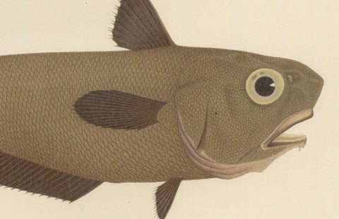 Esmark's Cod and Grenadier Fish - Rare and Striking Scandinavian Litho, 1895, close-up 2