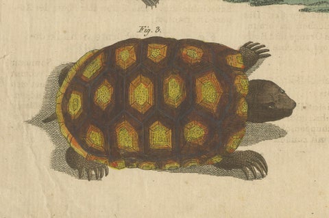 Antique Handcolored Engraving of Turtles and Tortoises, c.1800, close-up 2