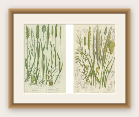 Victorian Botanical Engravings of Tunbridge Film Ferns, 1873, Pair, shown framed