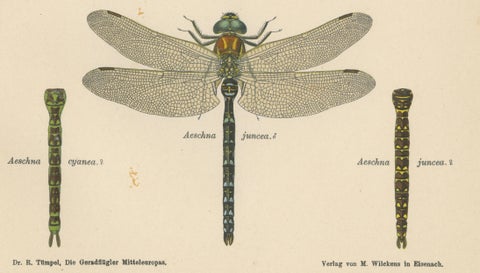 Dragonflies of Central Europe, Set of Three Color Lithographs, 1908, close-up 6