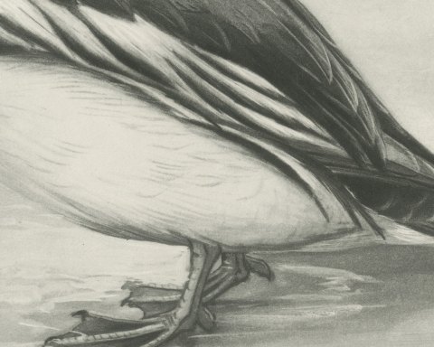 Goldeneye Drake Standing at the Water's Edge after Lilian Medland, c. 1909, close-up 2