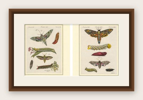 Pair of Antique Hawk Moth Life Cycle Engravings, Bertuch, c.1800, shown framed