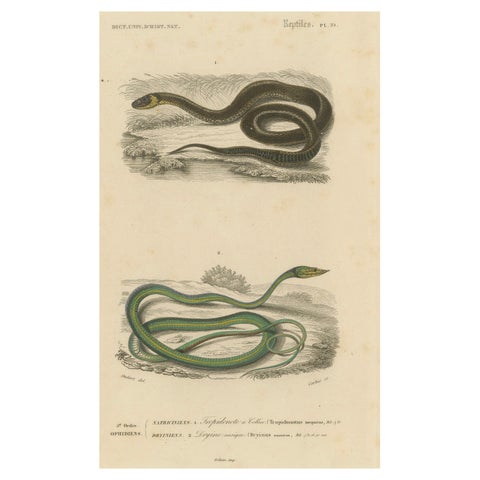 Snake Print of Grass Snake and Long-Nosed Whip Snake, c.1850, Orbigny