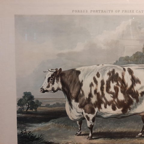 Antique Print of the Everingham Short Horned Prize Cow, 1843, view 4