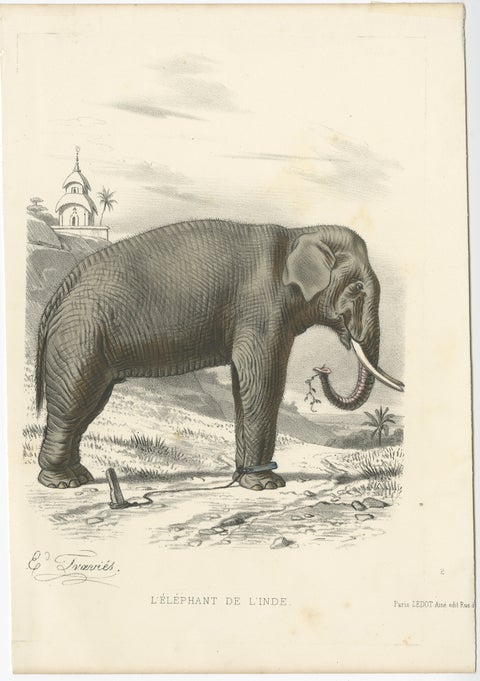 Old Antique Hand-Colored Print of an Indian Elephant, ca.1860, view 2
