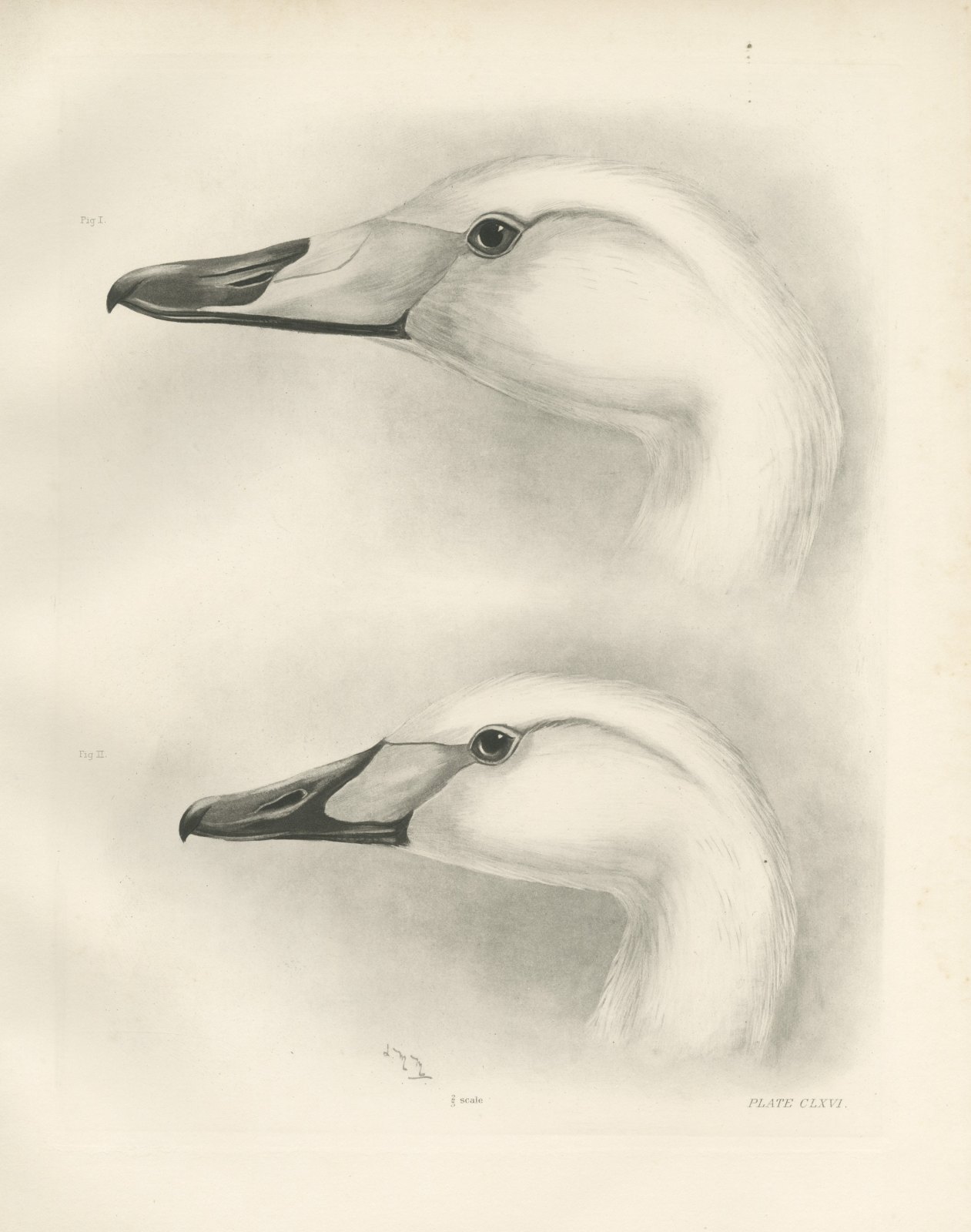 Heads of the Whooper Swan and Bewick's Swan after Lilian Medland, c. 1909