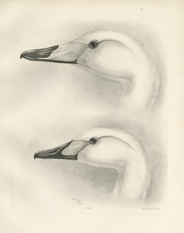 Heads of the Whooper Swan and Bewick's Swan after Lilian Medland, c. 1909