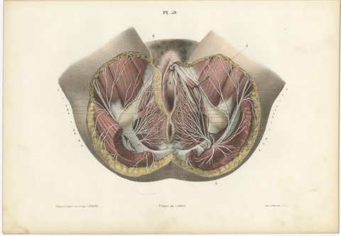 Nerves of the Female Perineum, Antique Hirschfeld Anatomy Print, 1866, view 2