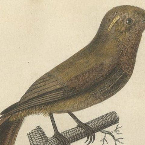 Original Old Bird Print of a Woodcreeper, a Flowerpecker and a Wallcreeper, close-up 3
