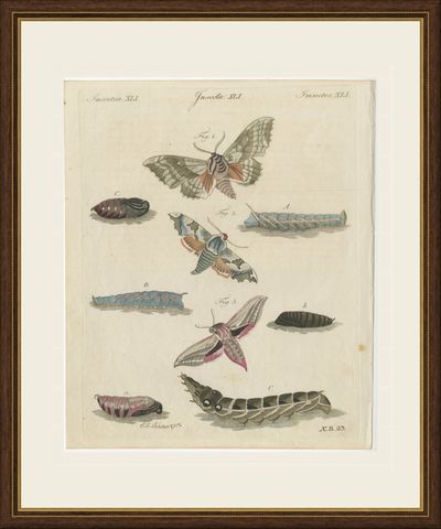 Elephant Hawk Moth and Hawk Moth Caterpillars, Antique Bertuch Print, circa 1805, shown framed