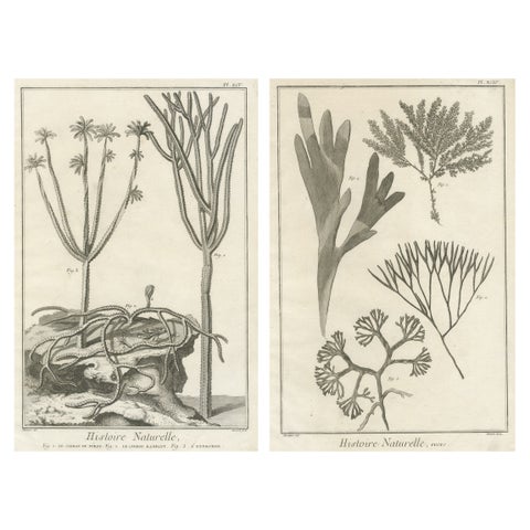 Decorative Antique Prints, Marine Plants and Cactus Engravings, c.1770