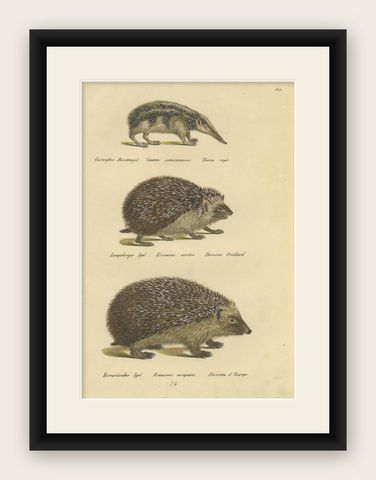 Antique Hand Colored Print of Three Hedgehog Species, shown framed