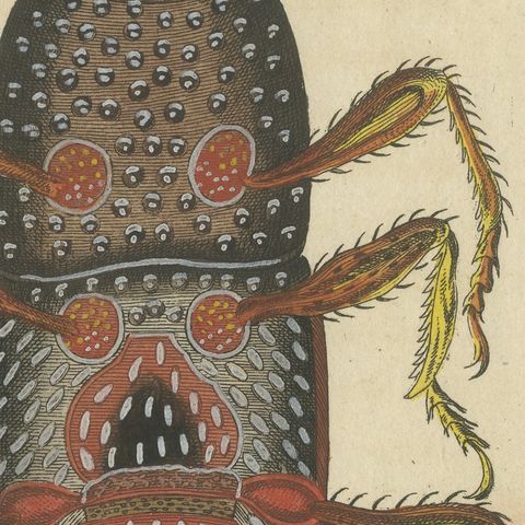 Grain Weevil Magnified Under the Microscope, Antique Bertuch Print, circa 1815, close-up 1