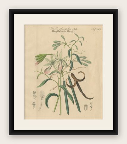 Antique Vanilla Botanical Print, Vanilla Planifolia, Hand Colored, c.1831, shown framed