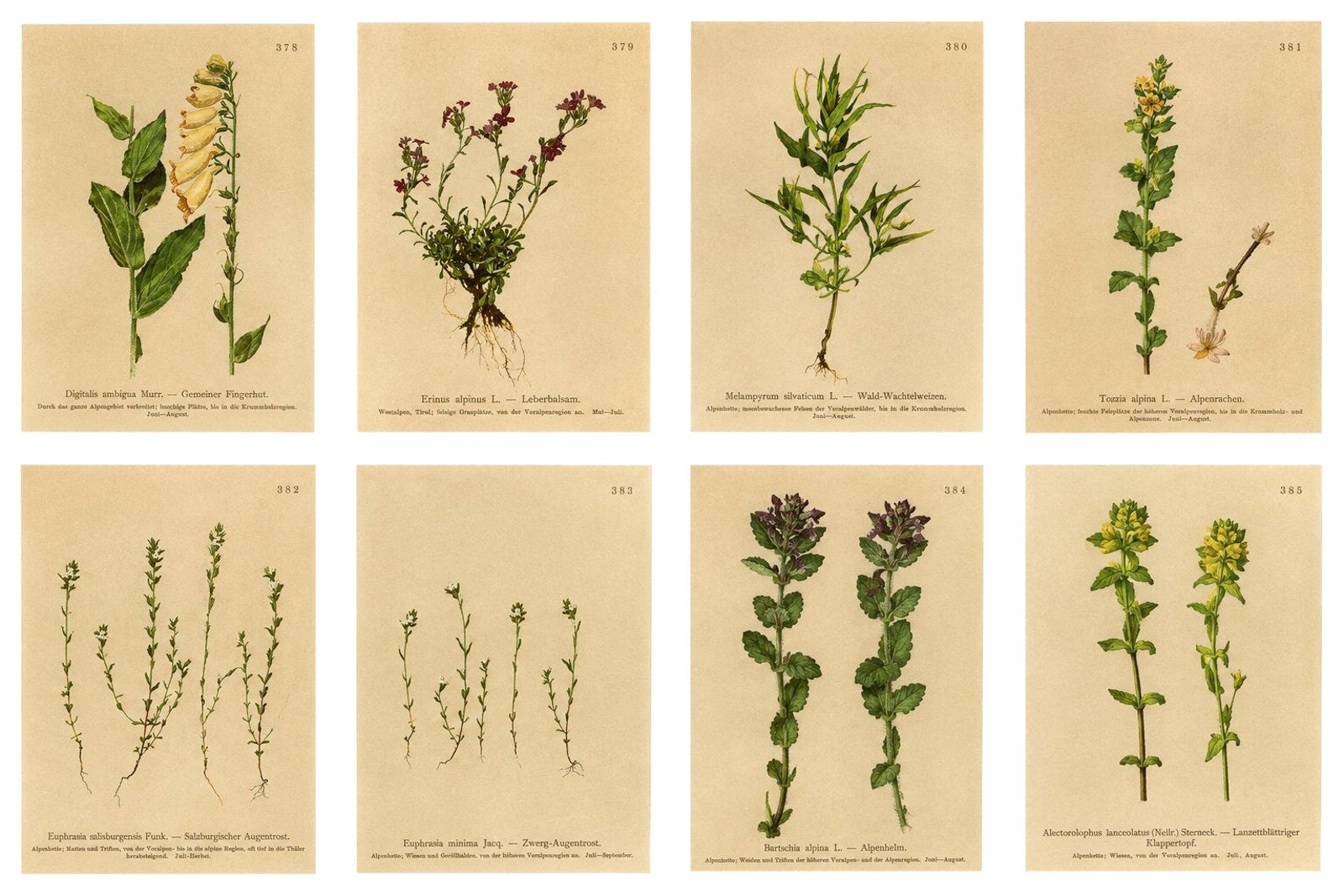 Alpine Foxglove & Wildflowers, Small Seizded Antique Botanical Print Set, 1897