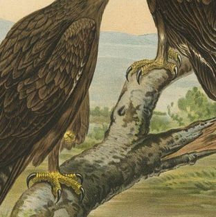 Birds of Prey Prints, Antique Set of Three, Raptors & Hawks, 19th Century, close-up 1