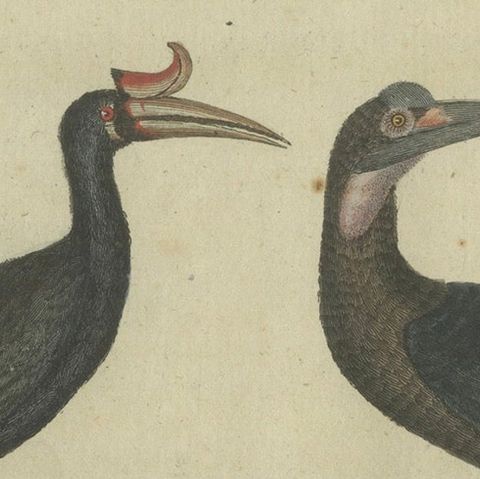 Exotic Birds: Hornbill, Lyrebird, and Glossy Starling Engraved by Bertuch, 1805, close-up 4