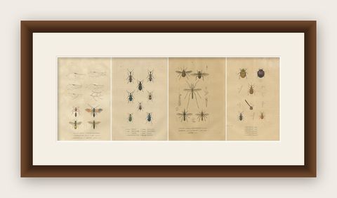 Entomological Treasury: A Detailed Study of Insect Diversity, 1845, shown framed
