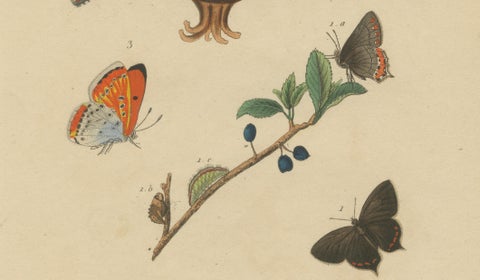 Polyommatus Butterflies & Caterpillars by Aug. Duméril, circa 1830, close-up 4