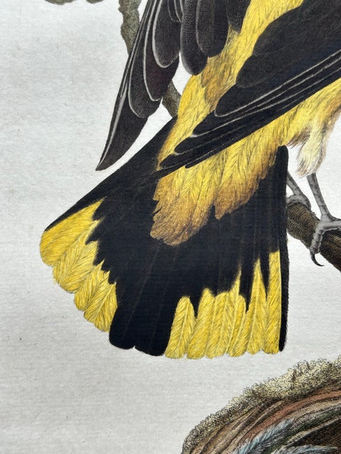 Eurasian Golden Oriole with Nest, Antique Bird Engraving, Nozeman & Sepp 1770, view 8