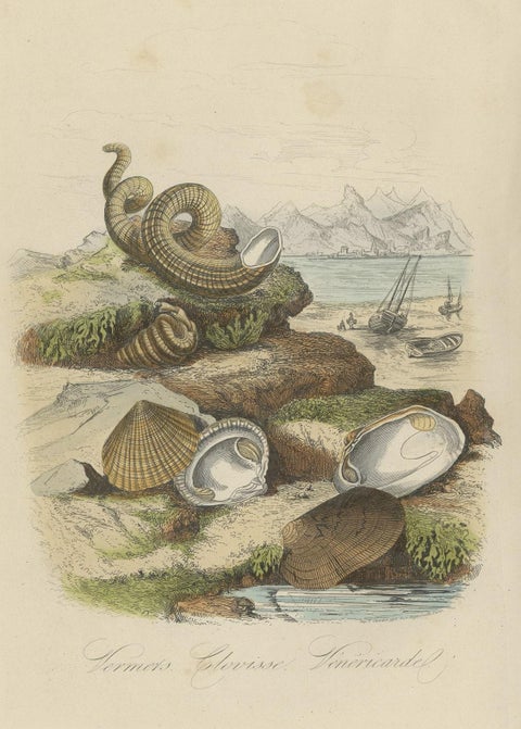 Antique Print of Bivalve Molluscs and Other Molluscs, Sealife, 1854, close-up 1