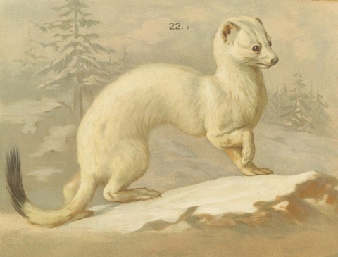 Large Antique Zoology Poster, Stoat, Weasel, Polecat c.1880, close-up 4