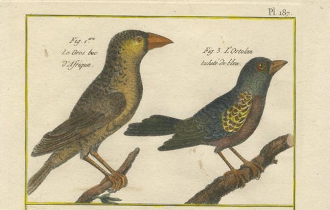 Hand-Colored Engraving of African and Malagasy Grosbeaks and Ortolans, 1790, close-up 2