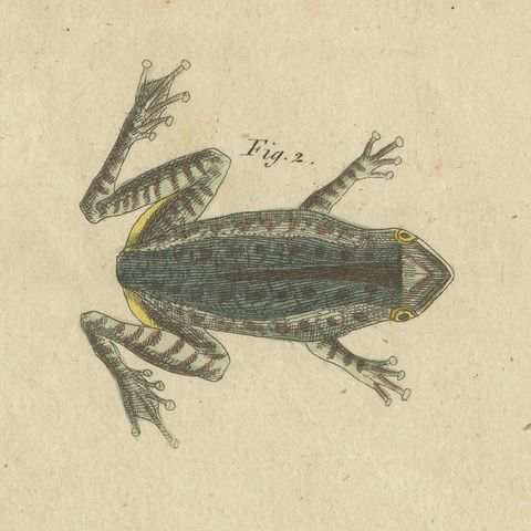 Five Frogs Including a Striped Frog, Antique Bertuch Print, Vienna, circa 1815, close-up 5