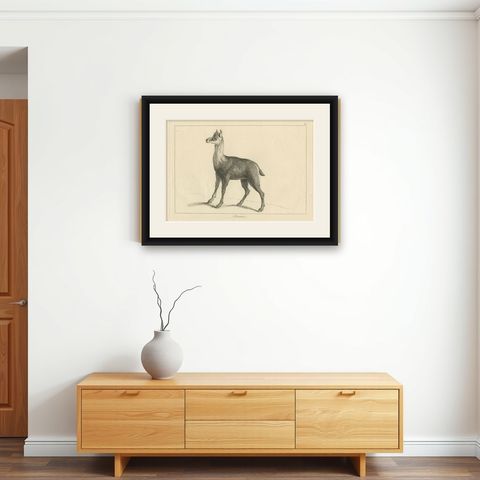 Agile Chamois or Mountain Goat Antilope: A Detailed Etching - circa 1740, shown framed on a wall