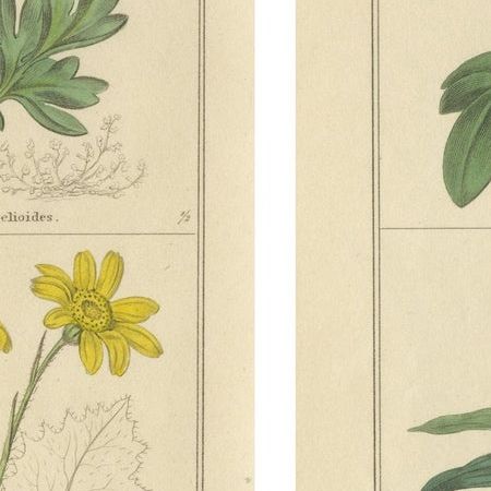 Pair of Botanical Engravings from The Botanic Garden by B. Maund, London c.1836, close-up 2