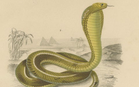 Snake Print of Coral Snake and Egyptian Cobra, c.1850, by Orbigny, close-up 2