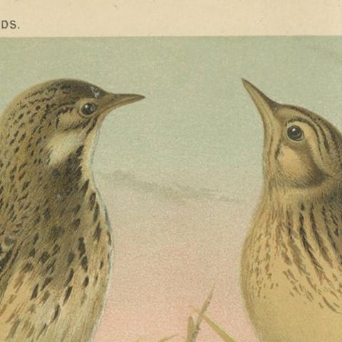Antique Bird Print of the Tree Pipit, Skylark and Woodlark 'circa 1880', close-up 1