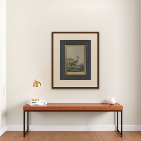 Antique Print of an Egyptian Goose by Miger 'c.1808', shown framed on a wall