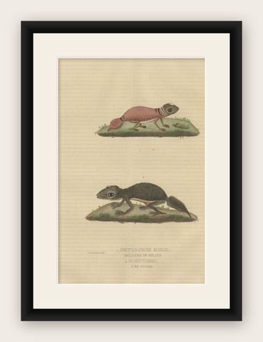 Old Hand-Colored Print of an Australian Thick-tailed Gecko and a Leaftail Gecko, shown framed