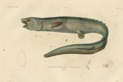 Antique Hand-Colored Fish Print of the Snub-Nosed Spiny Eel, 1842, close-up 1