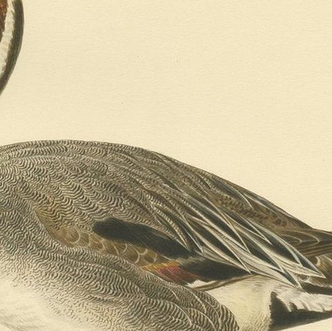 Antique Bird Print of the Northern Pintail by Von Wright '1929', close-up 2