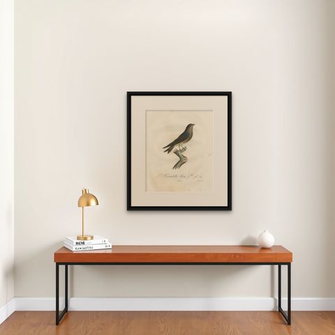 Feathered Sapphire: The Blue Swallow, A Vieillot Hand-Colored Print from 1807, shown framed on a wall