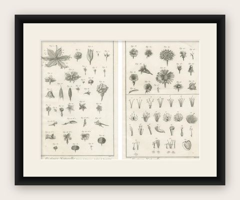 Pair of Antique Botanical Engravings, Tournefort & Linnæus Systems, ca. 1770, shown framed