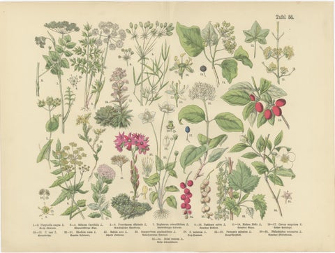German Botanical Plates Umbellifers & Medicinal Plants, Stuttgart c.1890, view 3