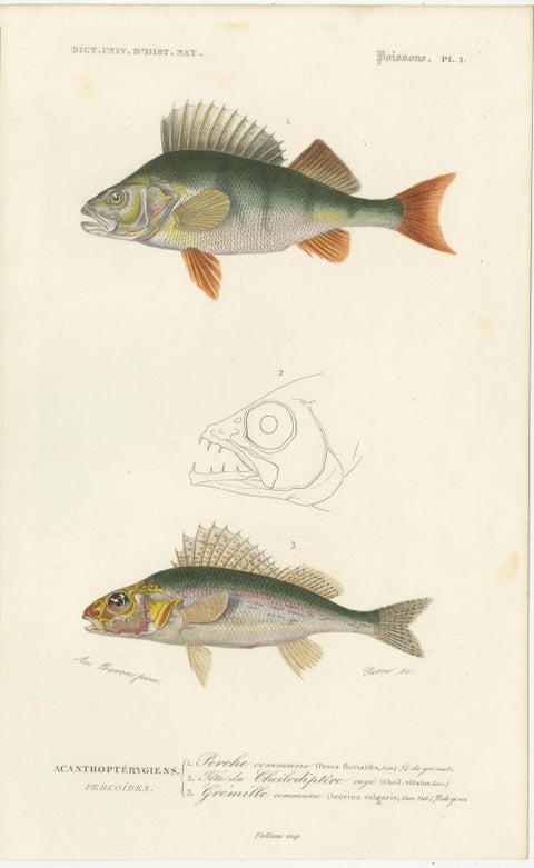Set of 9 Antique Prints of Various Handcolored Fish Species, view 2