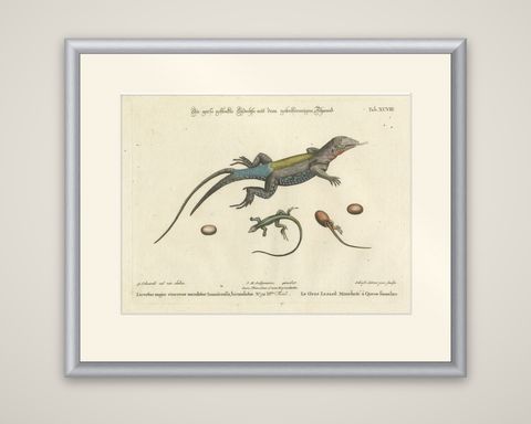 Exotic Jamaican Lizards: The Large Spotted Fork-Tailed Lizard Engraved, c.1773, shown framed