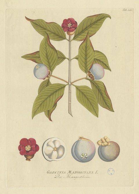 Antique Botany Print of a Mangosteen Tree by Plenck, 'circa 1790', view 2