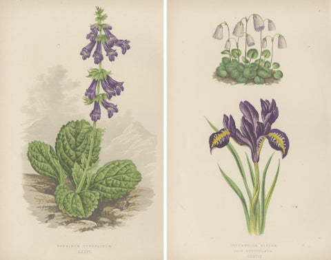Alpine Botanical Lithograph Pair of Iris and Pyrenean Dead-nettle, 1874, view 2