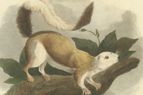 Antique Print with Hand Coloring of a Black Giant Squirrel, close-up 1