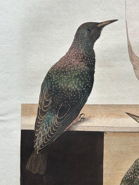 Antique Bird Print, Starling & White-throated Dipper by Nozeman & Sepp, 1770, view 5
