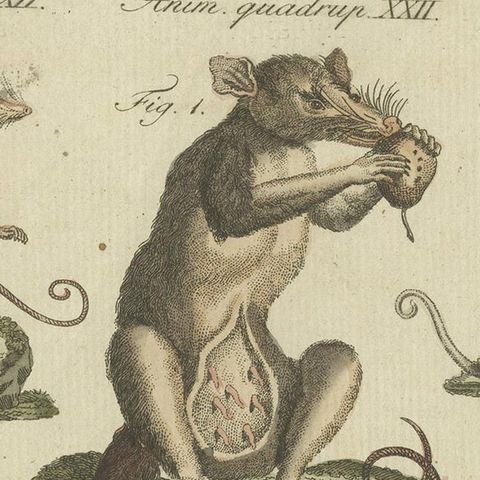 Decorative Rare Antique Animal Print of Marsupial Species, circa 1800, close-up 1