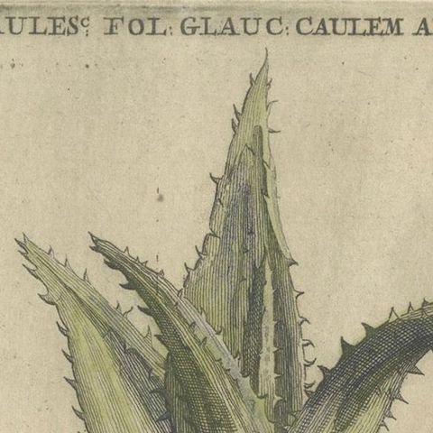 Caulescent African Aloe from Caspar Commelin’s "Praeludia Botanica" - 1703, close-up 6