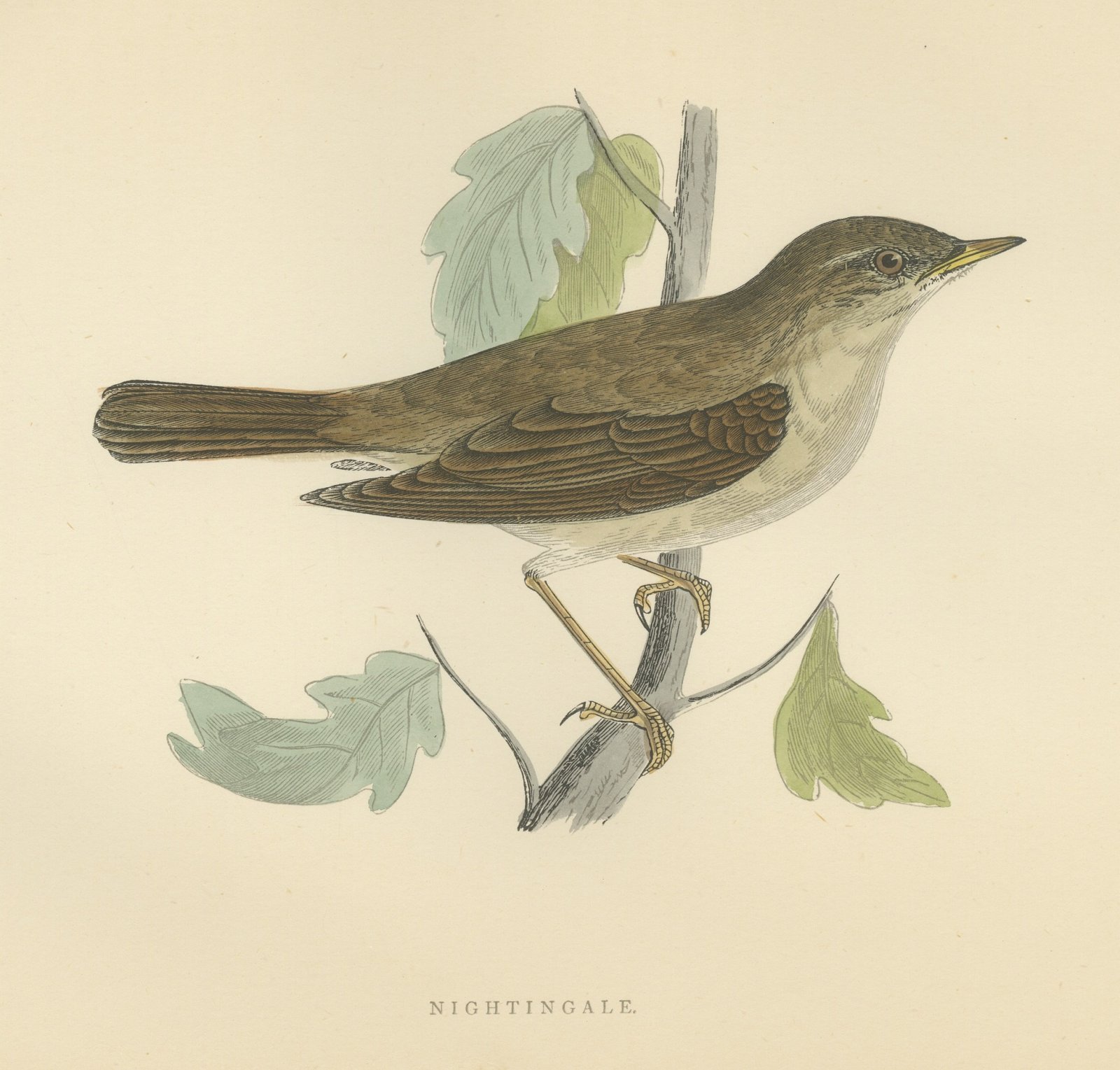 Nightingale Perched among Lobed Leaves, Morris Bird Print, 1896