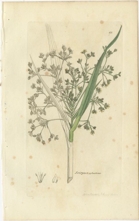 Set of 8 Antique Botanical Engravings of Bulrush, Cottongrass & Arrowgrass, 1830, view 5