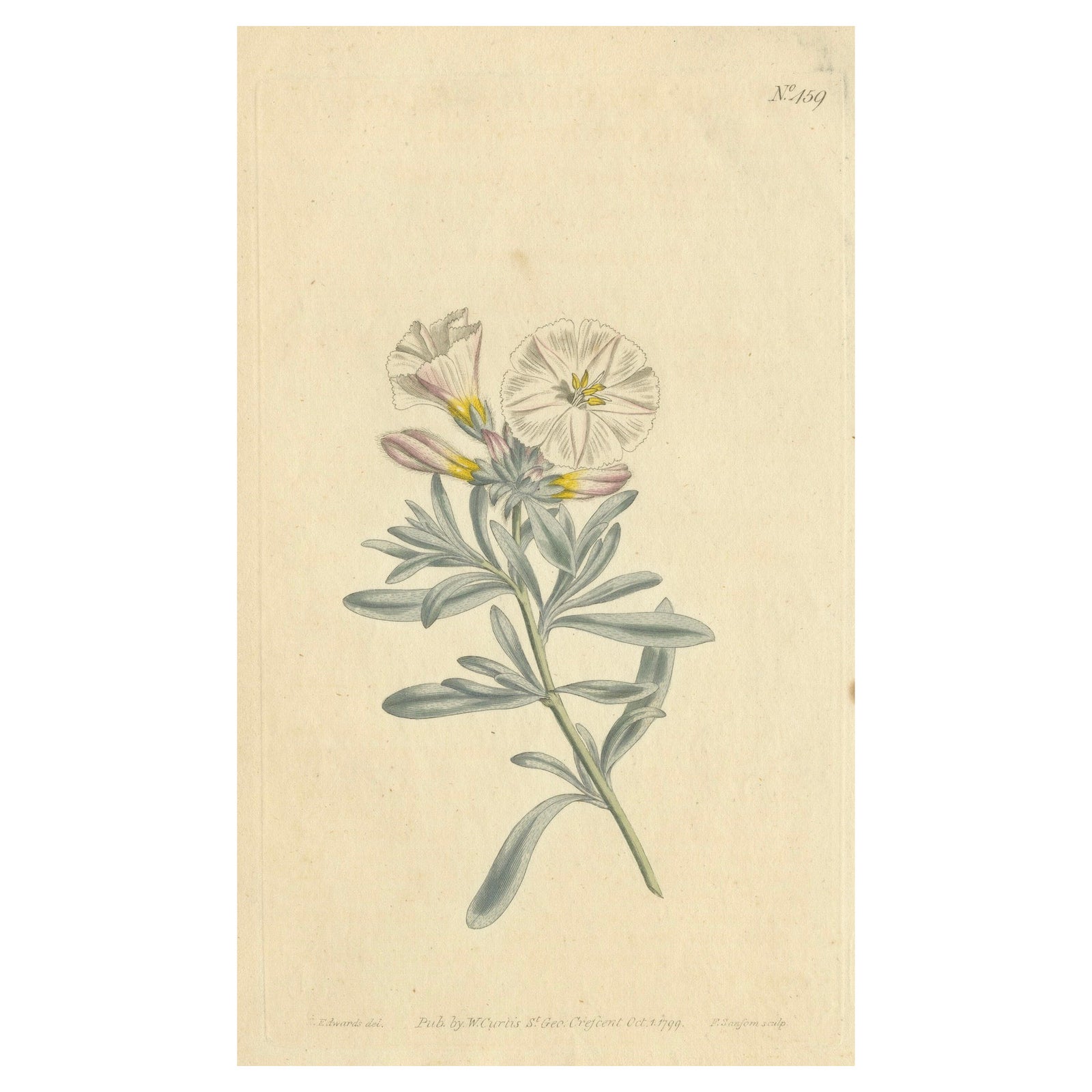 Antique Botanical Engraving of Silverbush - Rare 1799 Floral Print by Curtis